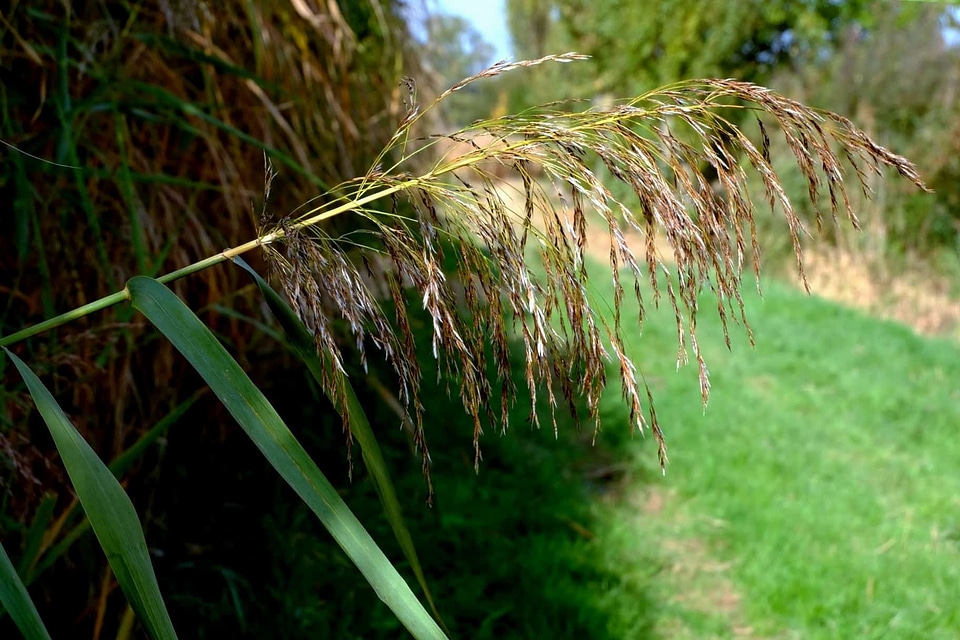 Dark Green field flora