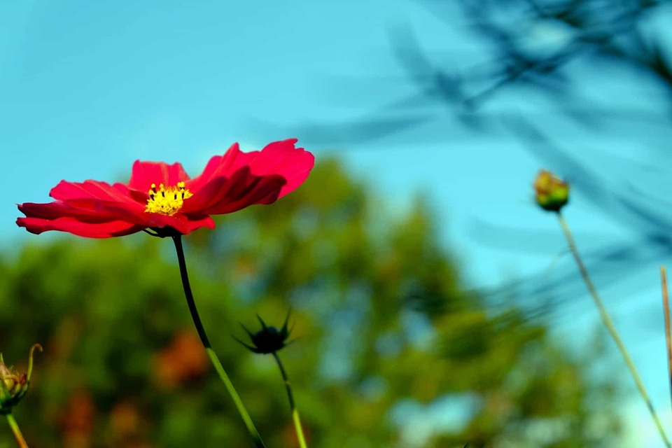 Beautiful Flowers blooming blossom