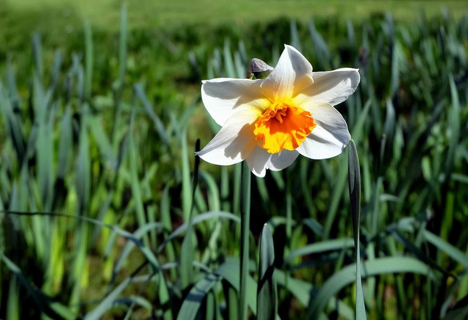 Beautiful Flowers blooming blossom