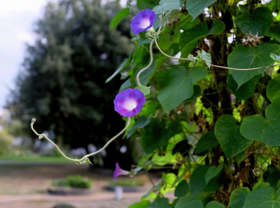 Beautiful Flowers blooming blossom