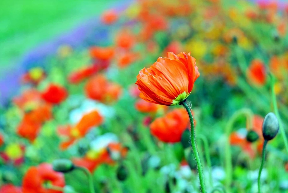 Agriculture beautiful flowers bloom