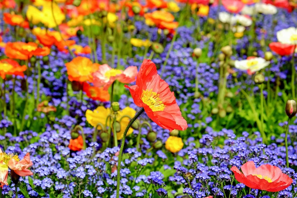 Beautiful Flowers beautiful photo bloom