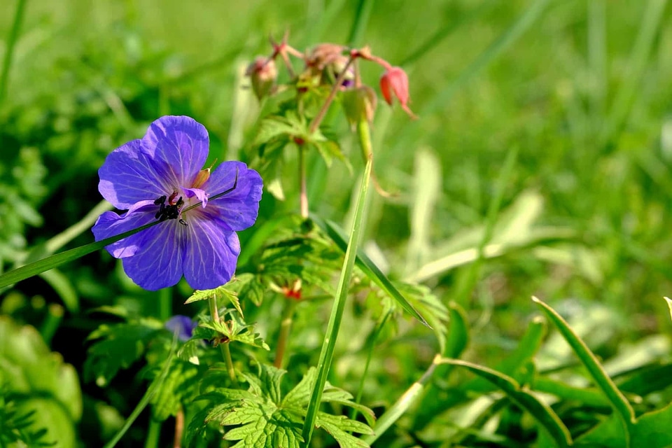 Beautiful Flowers bloom blooming