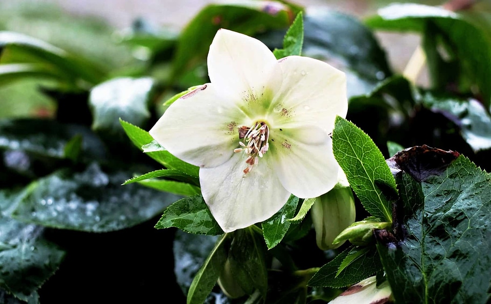 Beautiful Flowers blooming blossom