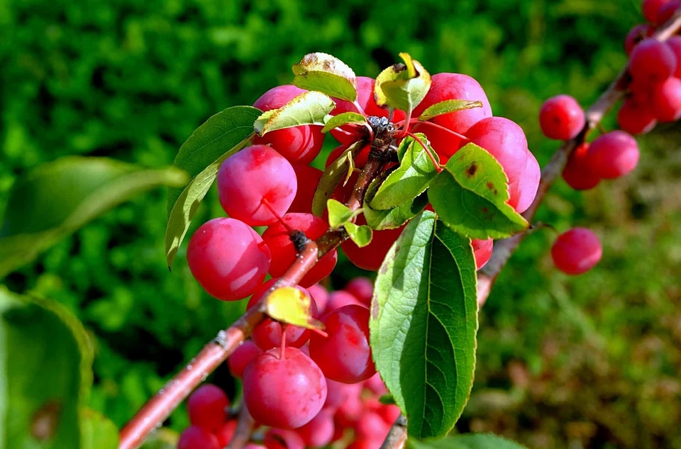 Branch bush bushes
