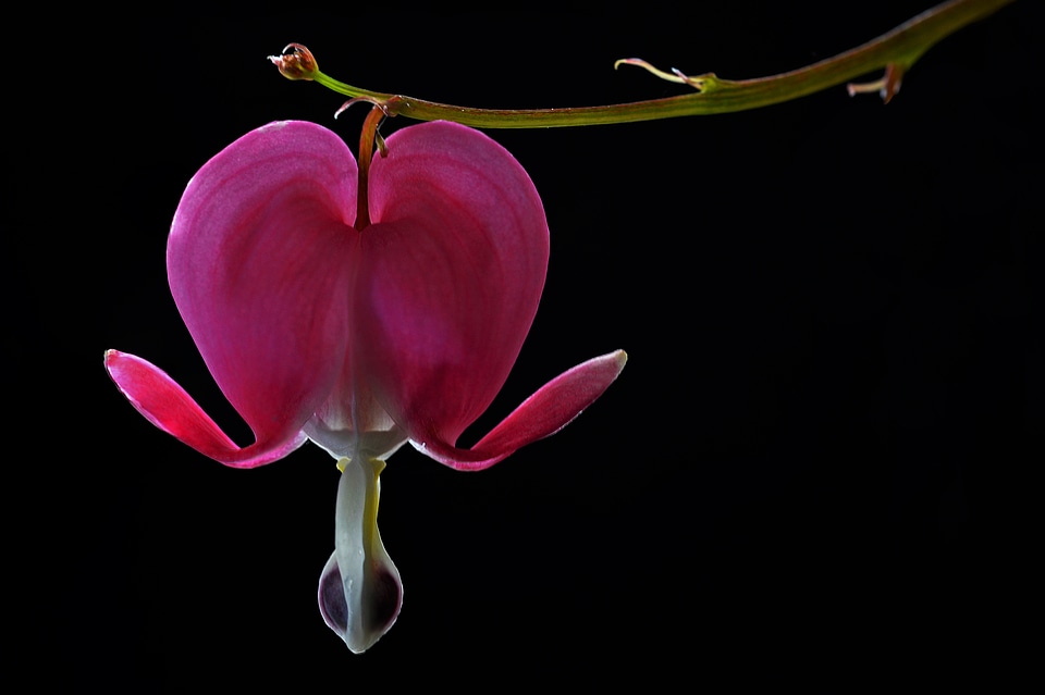 Macro nature plant