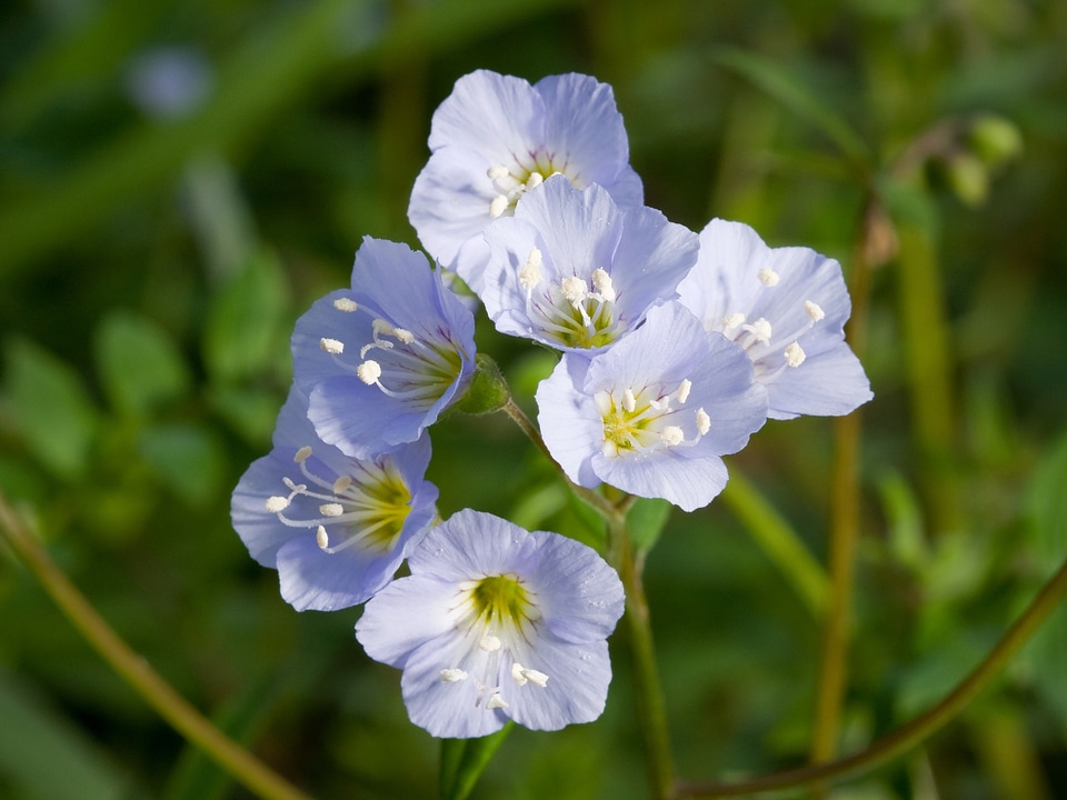 Polemonium polemoniaceae purple