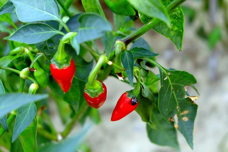 Agriculture calorie chili