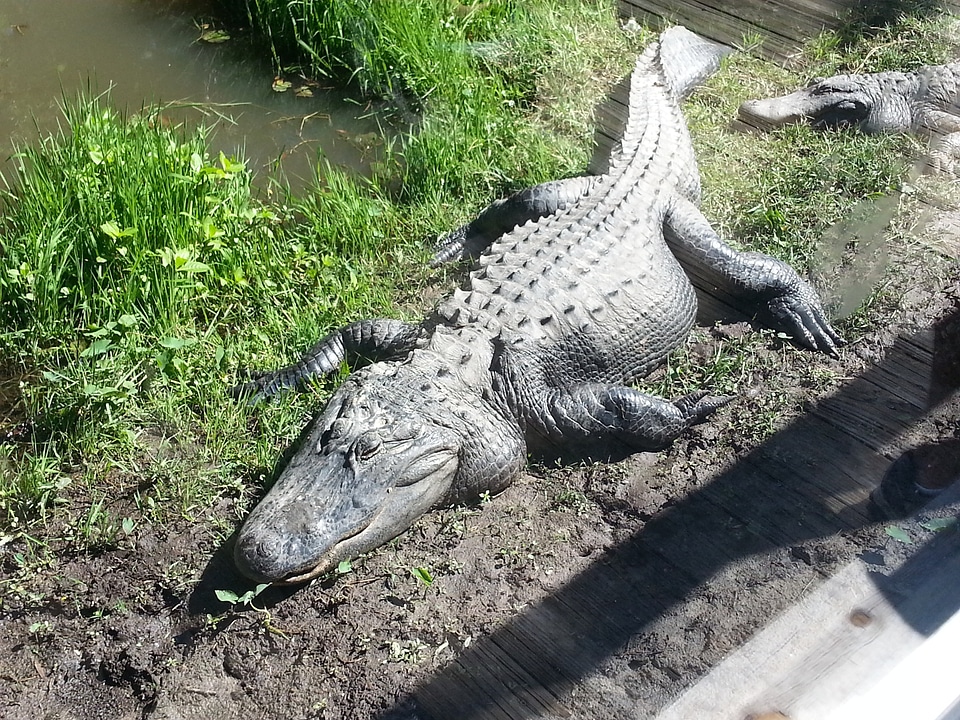Crocodile predator dangerous