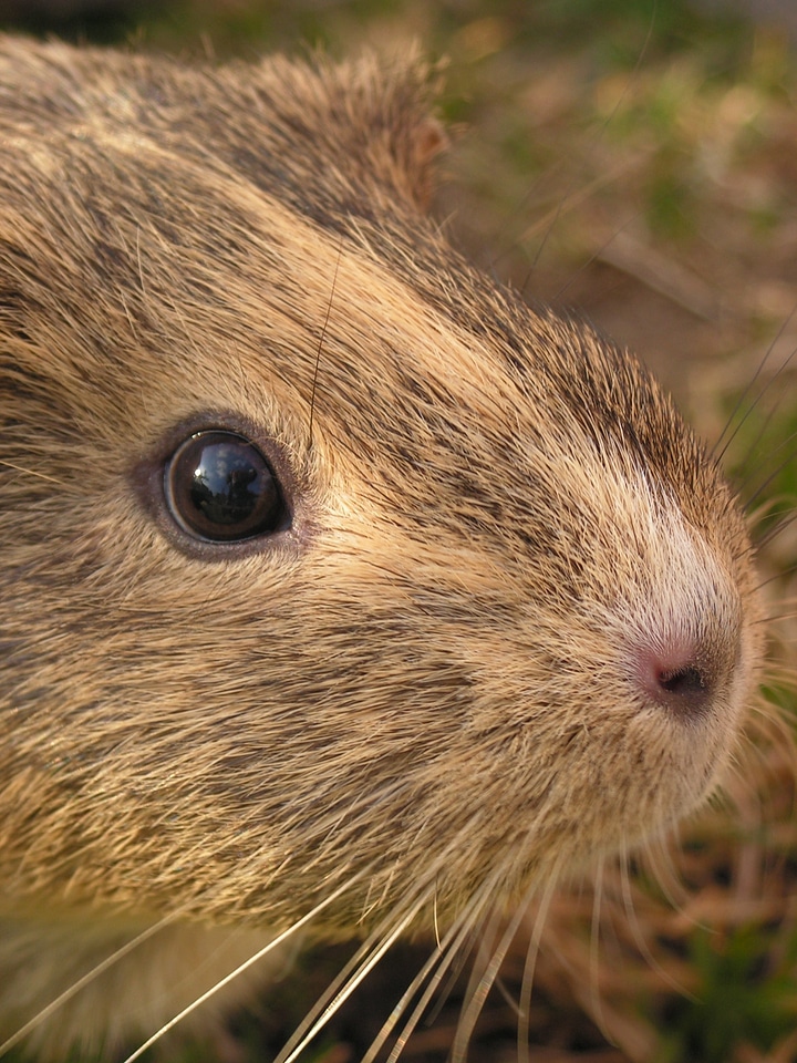 Agouti female eye