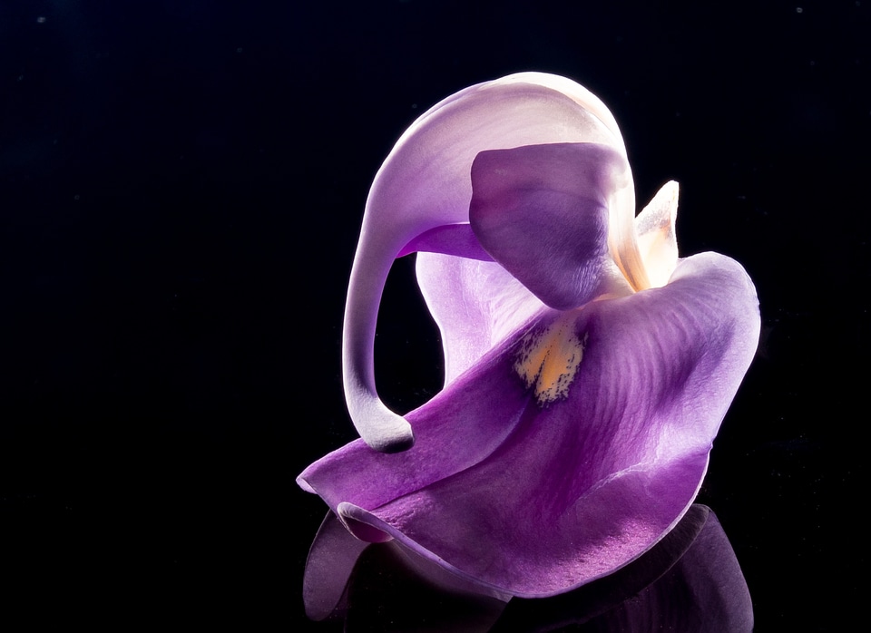Wild flower violet purple