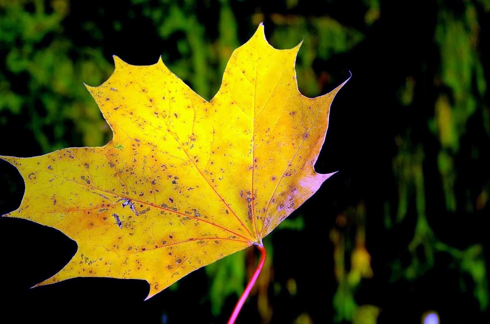 Autumn autumn season daylight