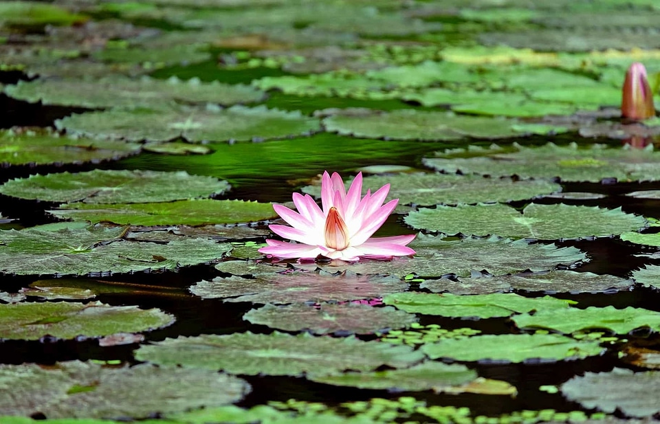 Aquatic beautiful flowers bloom