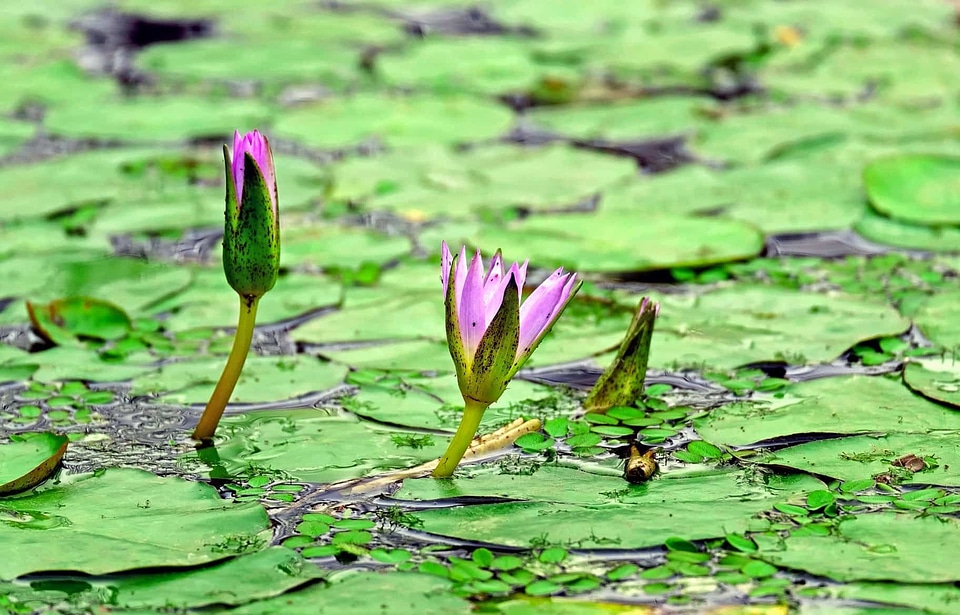 Aquatic aquatic plant beautiful