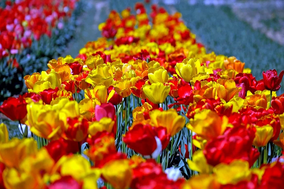 Beautiful Flowers blooming blossom