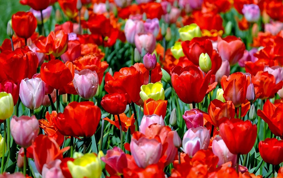 Beautiful Flowers blooming blossom