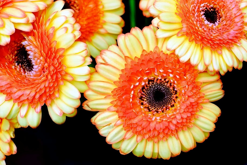Beautiful beautiful flowers blooming