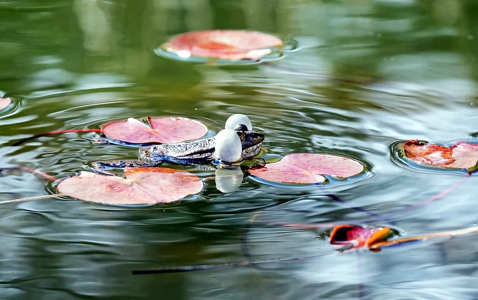 Amphibian animal coast