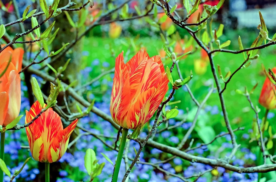 Beautiful Flowers bloom blooming