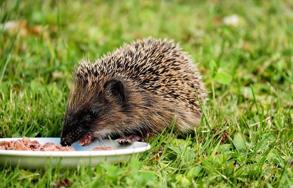Animal cute fauna