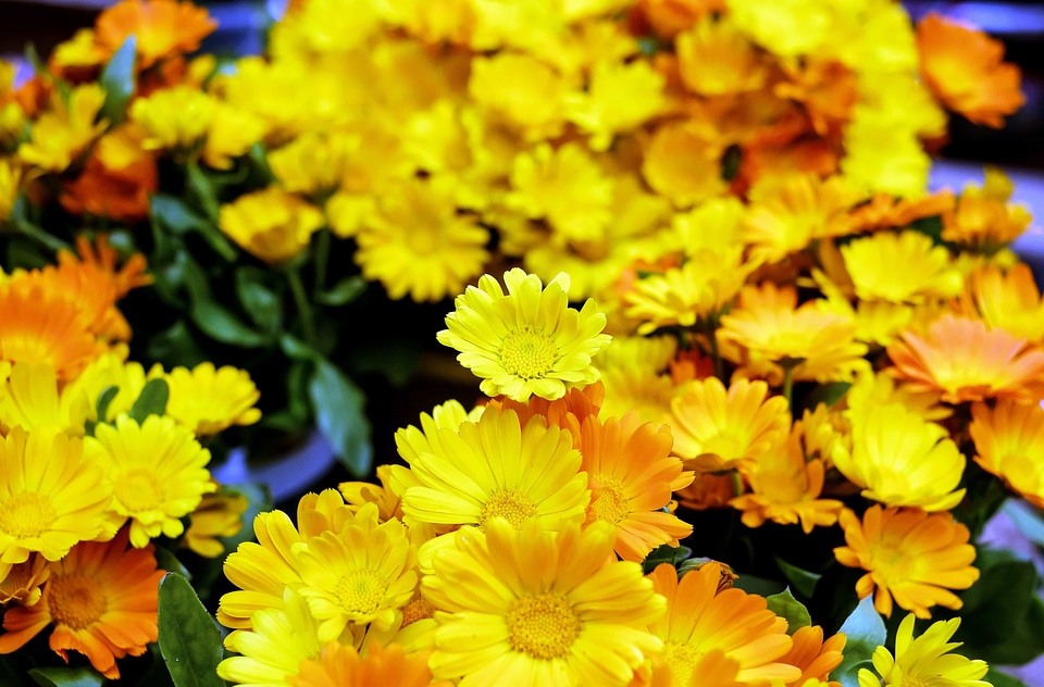 Beautiful beautiful flowers bloom