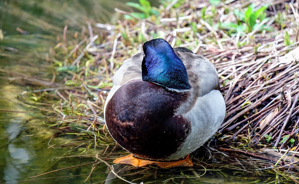 Animal aquatic bird avian