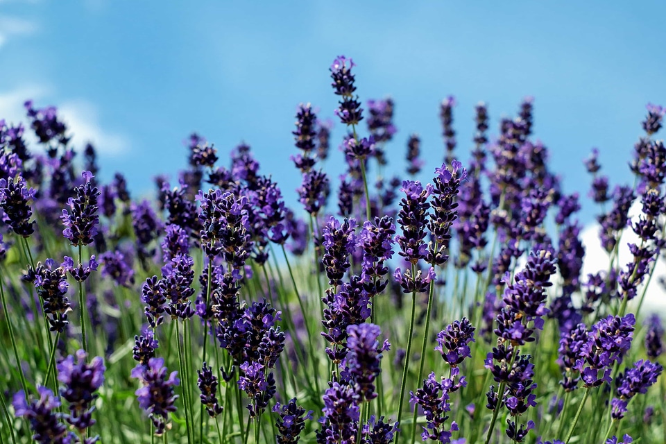 Agriculture aroma aromatic