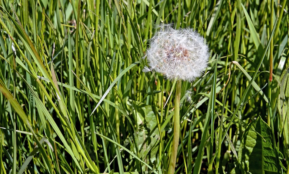 Beautiful Flowers blossom dandelion