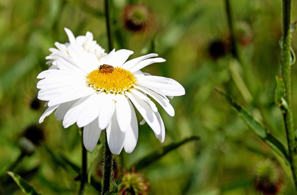 Animal arthropod beautiful flowers