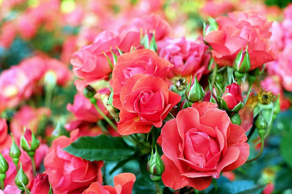 Beautiful Flowers beautiful photo begonia