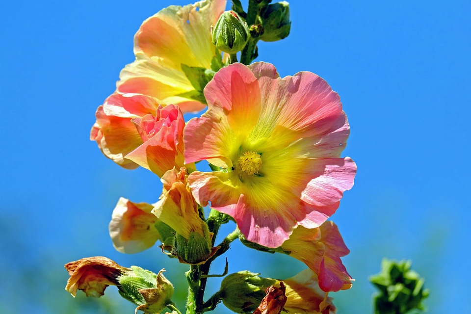 Beautiful Flowers beautiful image beautiful photo