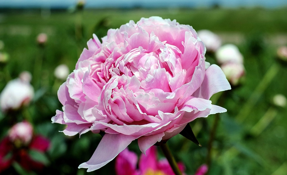 Beautiful beautiful flowers bloom