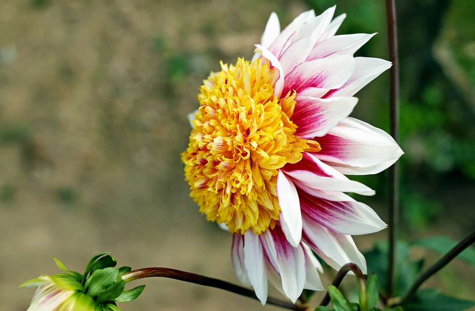 Beautiful beautiful flowers beautiful image