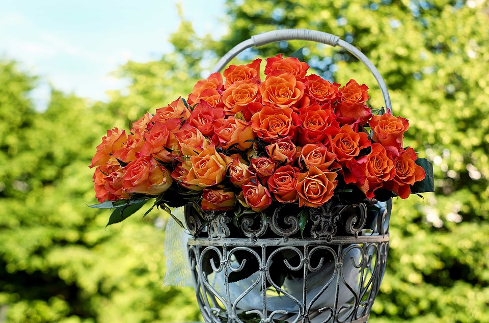 Beautiful beautiful flowers beautiful image