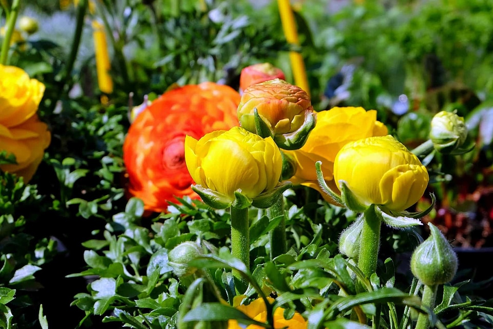 Agriculture beautiful flowers blooming