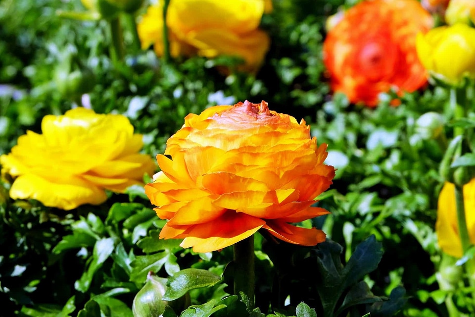 Beautiful Flowers bloom blooming