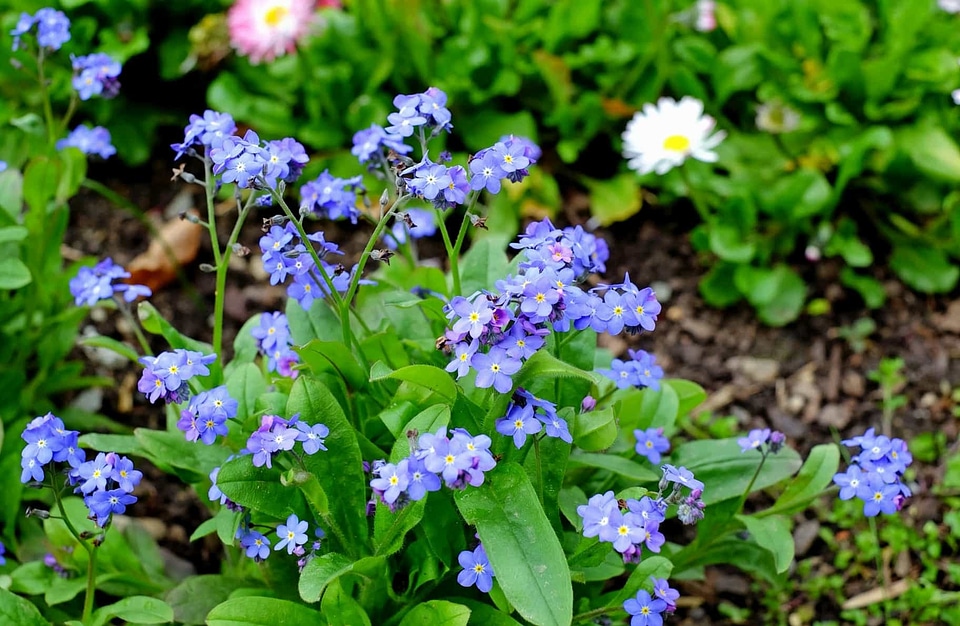 Beautiful Flowers bloom blooming