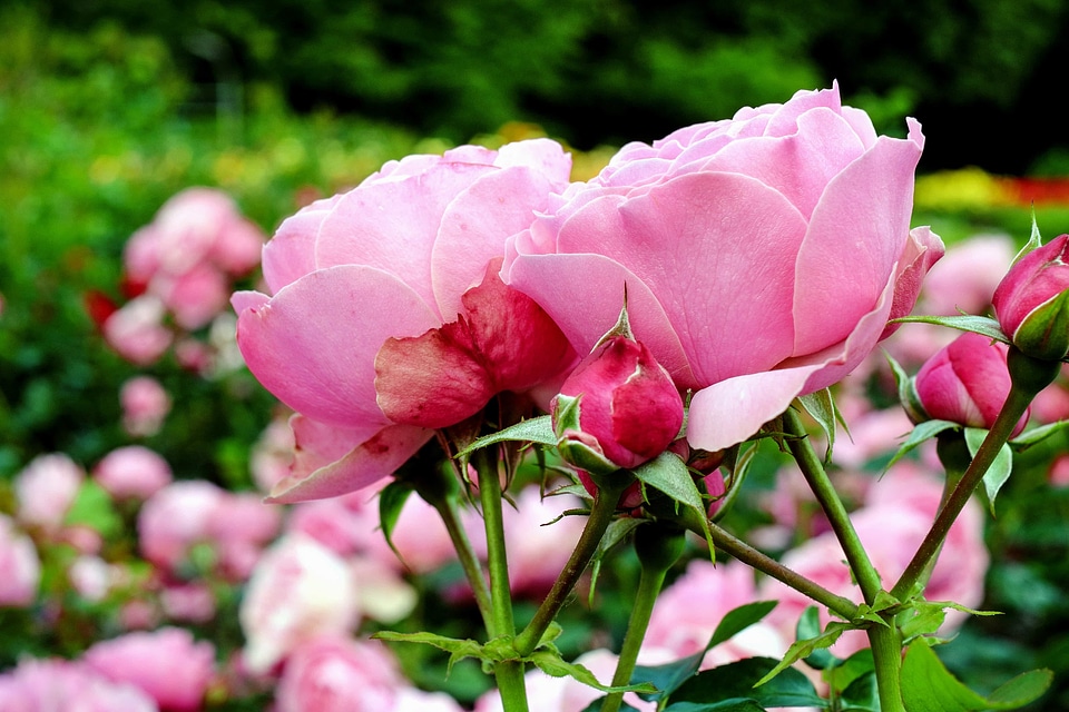 Beautiful beautiful flowers beautiful photo