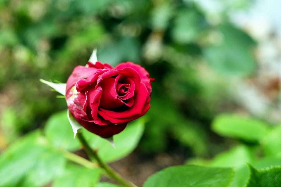 Beautiful beautiful flowers blooming