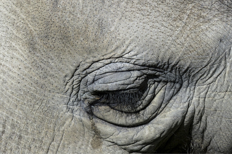 Eye nature animal