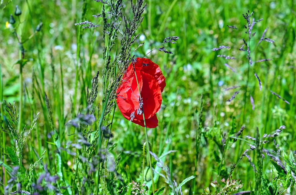 Beautiful Flowers bloom blooming