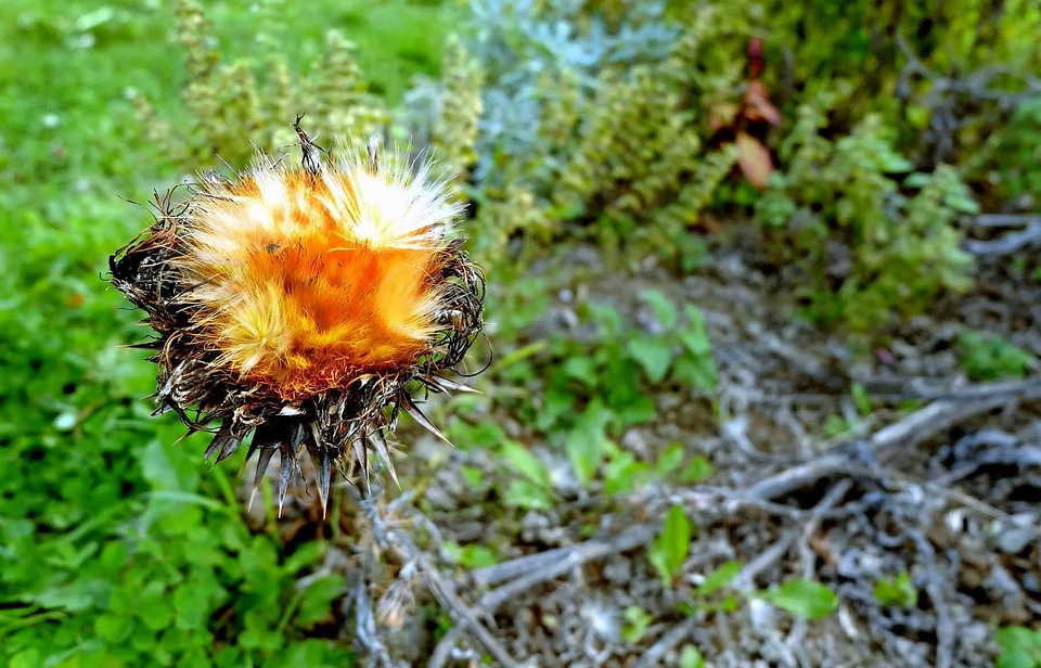 Daylight environment flora