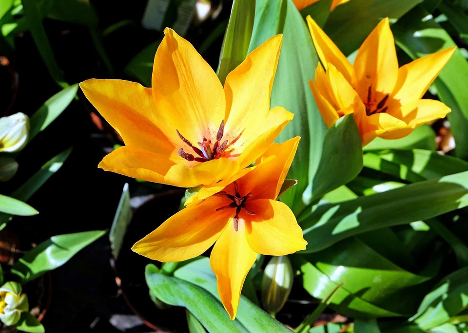 Beautiful beautiful flowers blooming