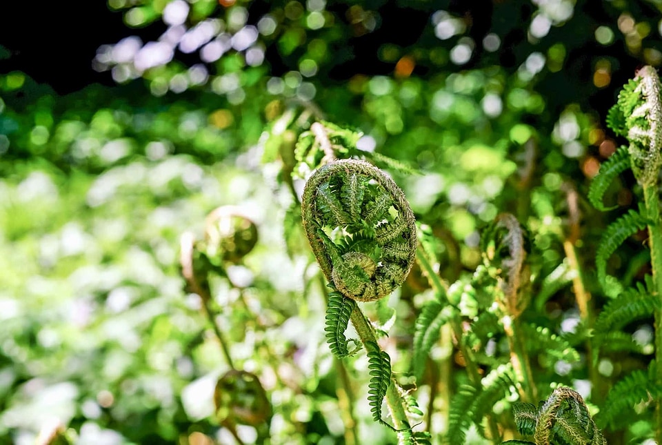 Environment flora flower