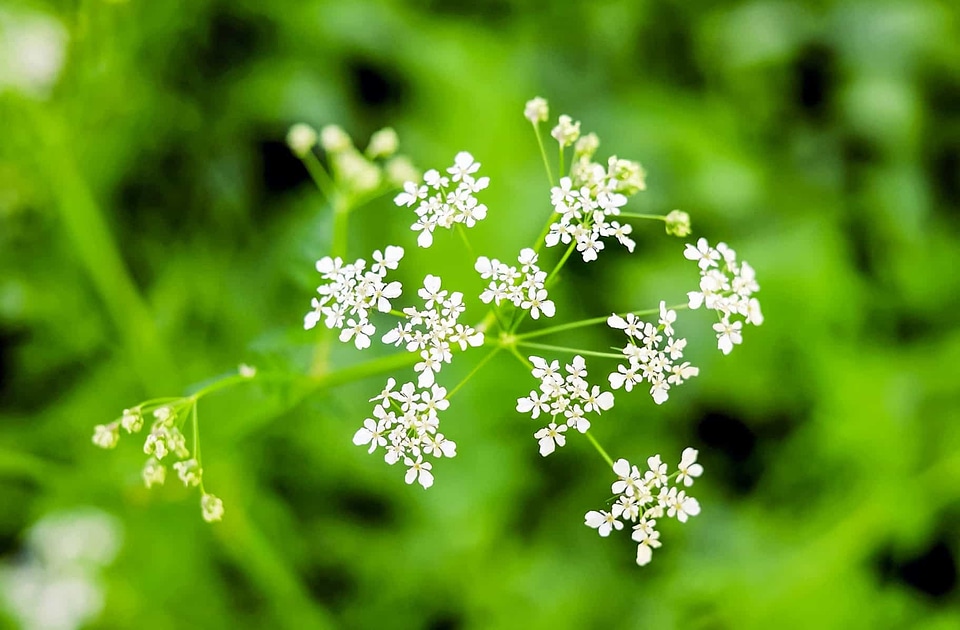 Beautiful Flowers blooming blossom
