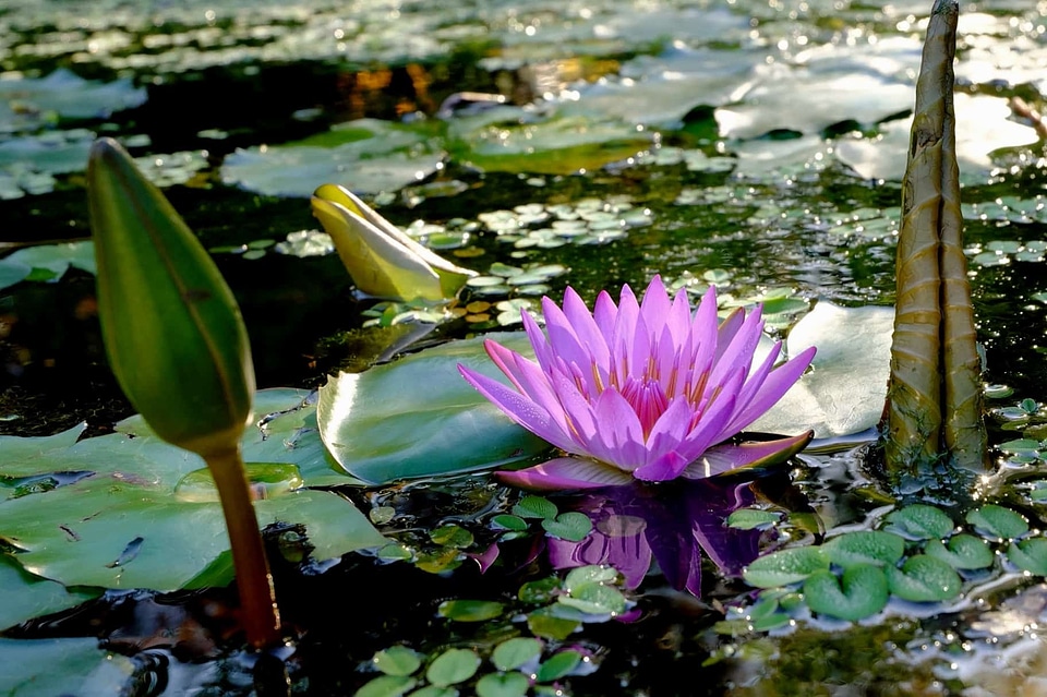 Aquatic beautiful flowers beautiful photo