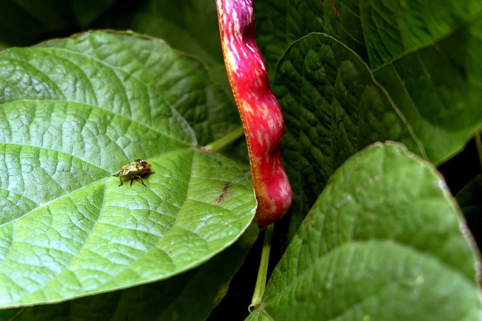 Animal arthropod biology