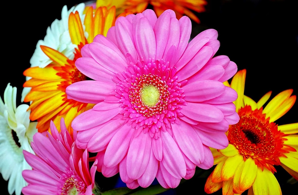 Beautiful beautiful flowers blooming