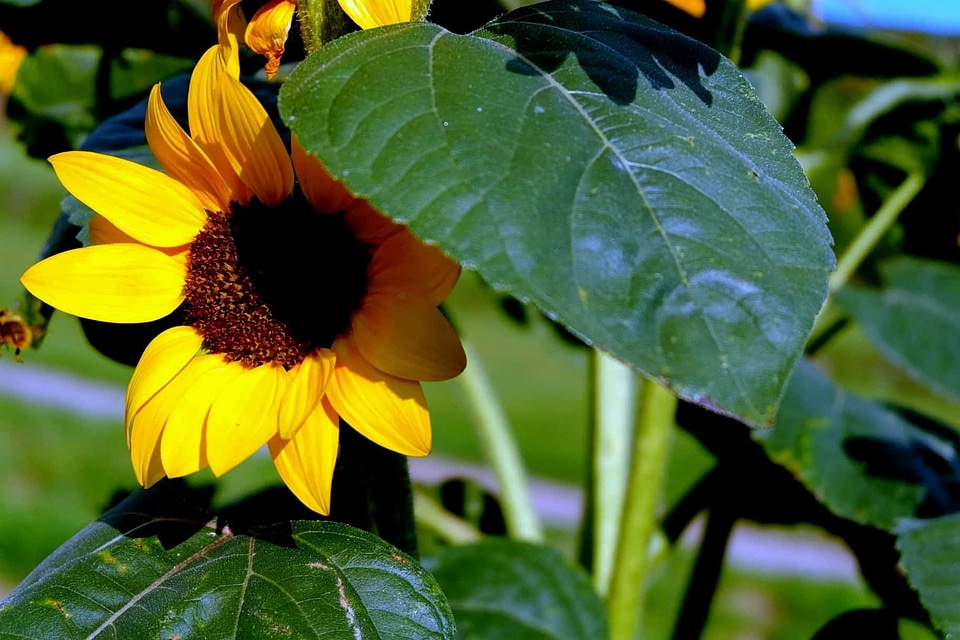Agriculture beautiful flowers blooming