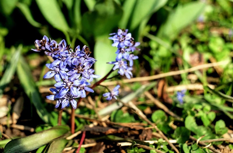 Beautiful Flowers blooming blossom